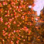 Confetti Orange